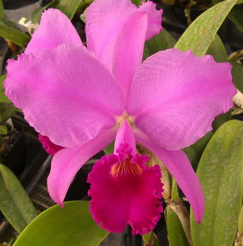  C. trianaei var. sangre de toro. 