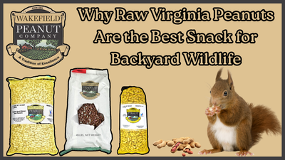 Why Raw Virginia Peanuts Are the Best Snack for Backyard Wildlife Why Raw Virginia Peanuts Are the Best Snack for Backyard Wildlife