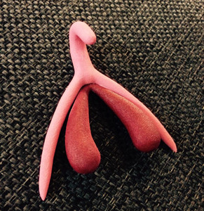 Clitoris op ware grootte in slappe toestand, met de hand beschilderd.