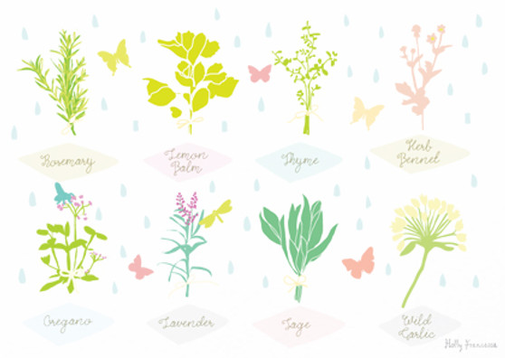 Illustrated hand drawn Herb collection scene art print by artist Holly Francesca.