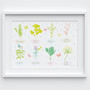 Illustrated hand drawn Herb collection scene art print by artist Holly Francesca.