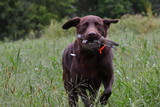 Dove Hunting Tips for Beginners: How to Get Started 