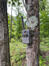 Scout Early, Fill the Freezer Sooner 