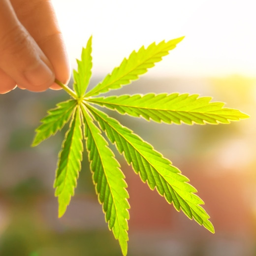 What Are Phytocannabinoids?