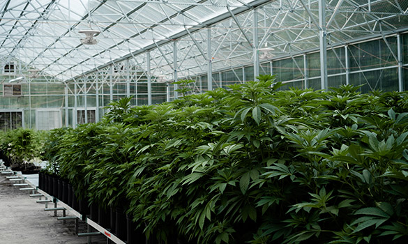 Hemp Greenhouse