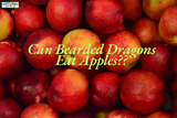 Can Bearded Dragons Eat Apples? Know TopFlight Dubia Opinion