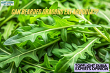 Can Bearded Dragon Eat Arugula? TopFlight Dubia Answered