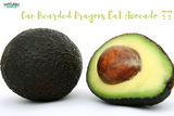 Can Bearded Dragons Eat Avocado? TopFlight Dubia Answered