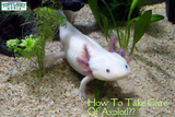Essential Tips To Take Care Of Axolotl