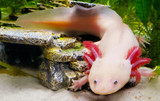 Axolotl Care Essentials | Complete Guide