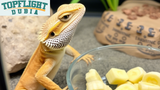 Can Bearded Dragons Eat Bananas? TopFlight Dubia Explains