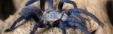 Cobalt Blue Tarantula: Care Mastery