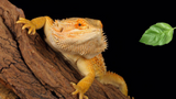 Can Bearded Dragons Eat Basil? TopFlight Dubia Experts Answer