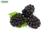 Can Bearded Dragons Eat Blackberries? A Guide For Pet Owners  