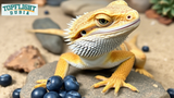 Can Bearded Dragons Eat Blueberries?TopFlight Dubia Explains