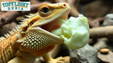Can Bearded Dragons Eat Cabbage? TopFlight Dubia Explains