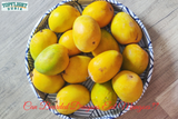 Can Bearded Dragons Eat Mangoes?