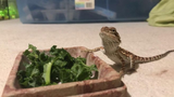 Can Bearded Dragons Eat Celery? TopFlight Dubia Answered