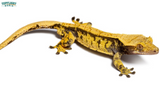 Crested Geckos Profile: Care, Diet & Everything Else