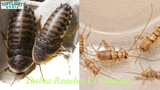 The Pet Lover Debate: Dubia Roaches Vs. Crickets