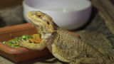 Can Bearded Dragons Eat Cucumbers? TopFlight Dubia Answered