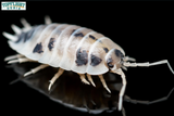 The Ultimate Dairy Cow Isopod Care Guide