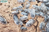 Tips For Thriving Colonies Of Dalmatian Isopods