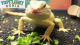 Can Bearded Dragons Eat Dandelions? TopFlight Dubia Explains