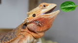 Can Bearded Dragons Eat Spinach?