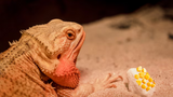 Can Bearded Dragons Eat Cantaloupe? 
