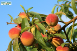 Can Bearded Dragons Eat Peaches? TopFlight Dubia Recommends 