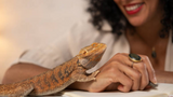 Can Bearded Dragons Eat Eggs? ( The Answer Might Surprise You)