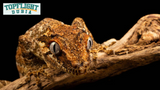Gargoyle Gecko Care Guide by TopFlight Dubia