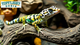 Leopard Gecko Care Guide for Beginners|TopFlight Dubia