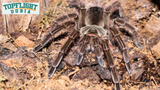 Goliath Bird-Eating Spider: Care Guide by TopFlight Dubia