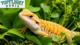 Best Greens for Bearded Dragons: TopFlight Dubia Recommends