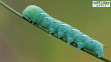 How To Care & Breed Hornworms: Ultimate Guide