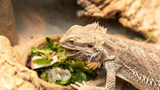 Can Bearded Dragons Eat Cauliflower?