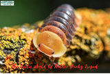 Rubber Ducky Isopod Care Guide | TopFlight Dubia