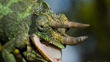 Complete Jackson’s Chameleon Care Guide: Habitat, Diet, Lighting, and More