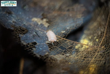 The Ultimate Papaya Isopod Caring Guide