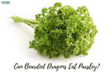 Can Bearded Dragons Eat Parsley? Make The Right Choice!