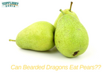 Can Bearded Dragons Eat Pears? A Comprehensive Guide