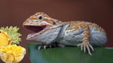 Can Bearded Dragons Eat Pineapple?