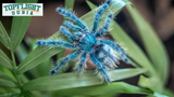 Antilles Pinktoe Tarantula Care Guide by TopFlight Dubia