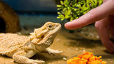 Can Bearded Dragons Eat Pumpkin? TopFlight Dubia Answered