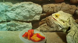 Can Bearded Dragons Eat Bell Peppers? 