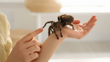 Zebra Knee Tarantula Care Guide: Easy Tips for Beginners
