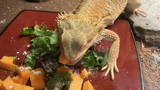 Can Bearded Dragons Eat Squash? TopFlight Dubia Explained