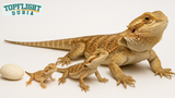 How Long Do Bearded Dragons Live?